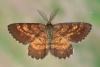 Ematurga atomaria